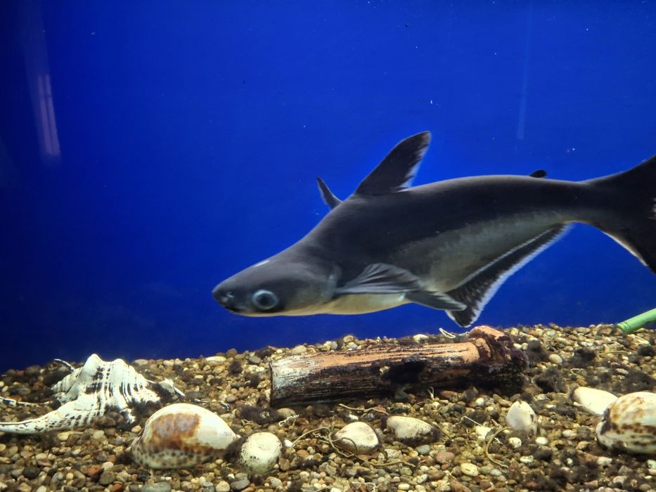 Продаю аквариумные рыбки