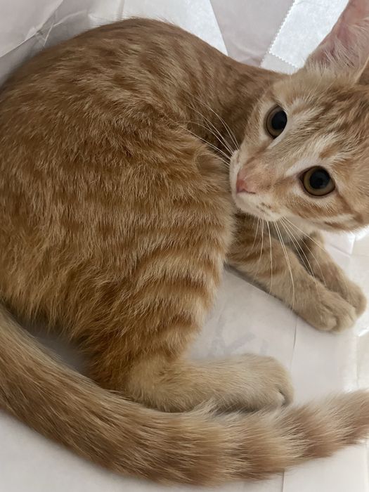 Кошка 6 месяцев девочка