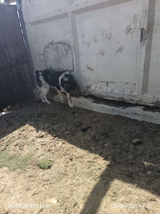 Тобет САО Алабай