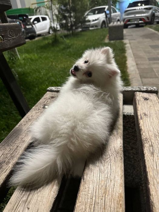 Померанский шпиц