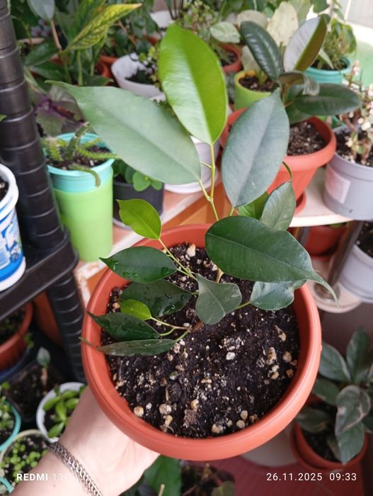 Продам комнатные растения