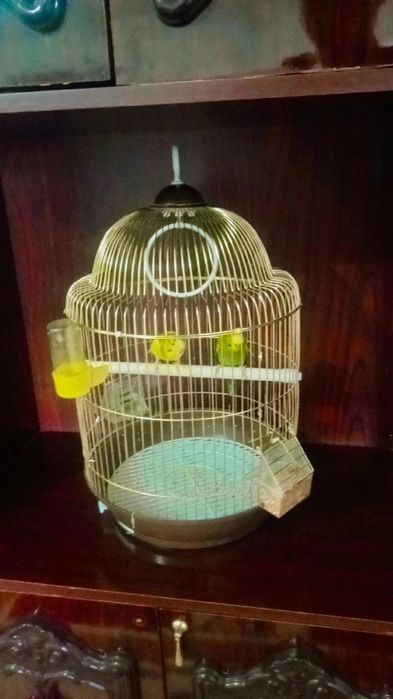 Папугай сатылады 2 уиасы менен быргелыкте