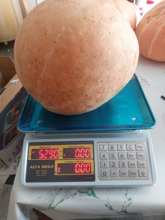 Тыква домашняя продам