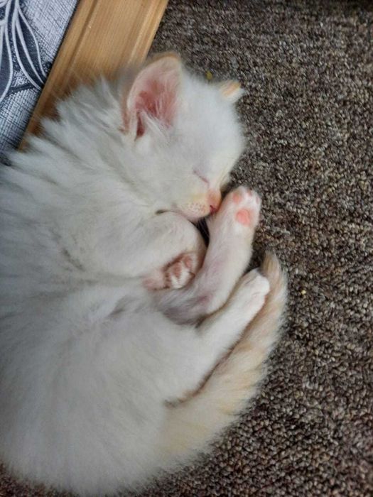 Отдам в добрые руки котят