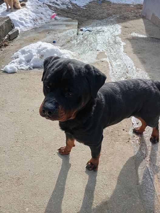 Dau în adopție rotvailerascul