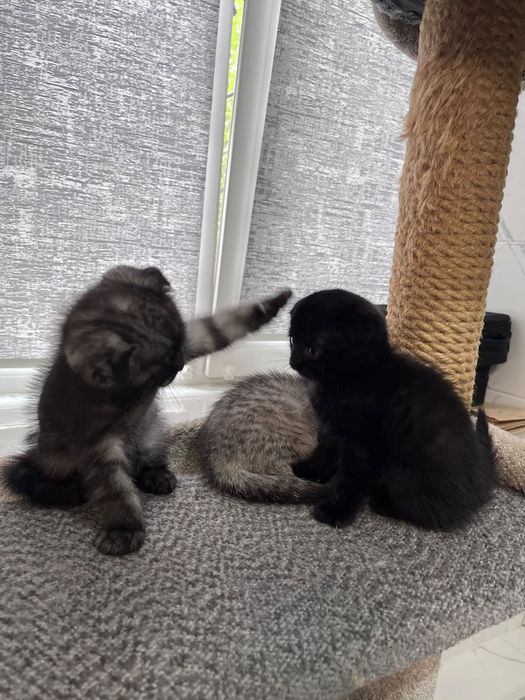 Котята шотландские