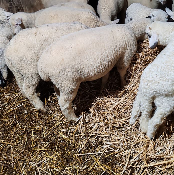 Miei Texel de vânzare