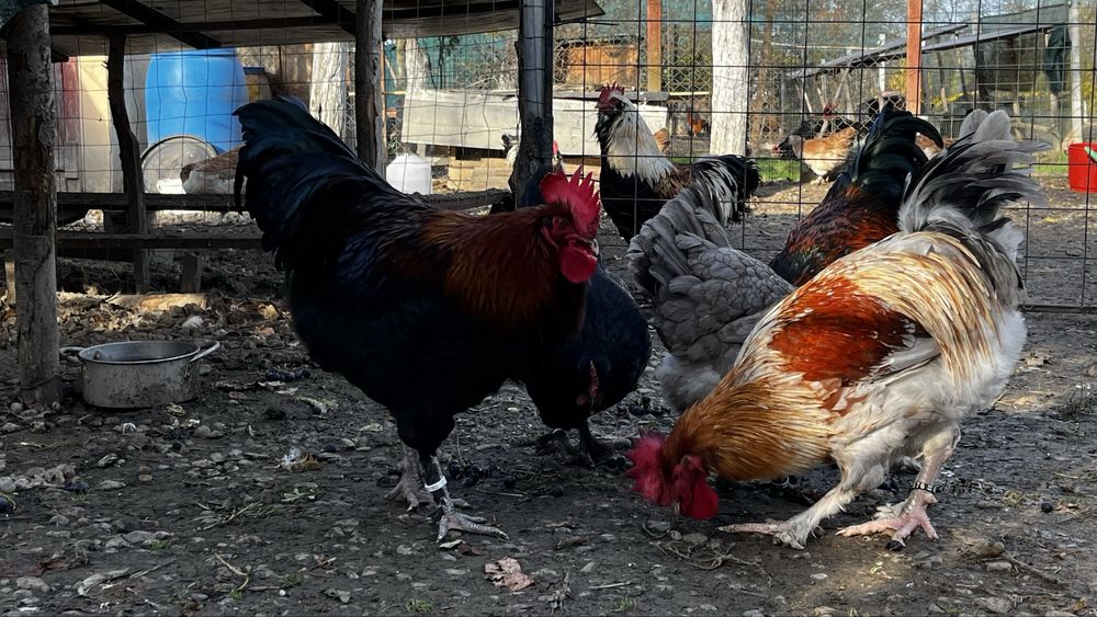 Gaini si cocoși Marans