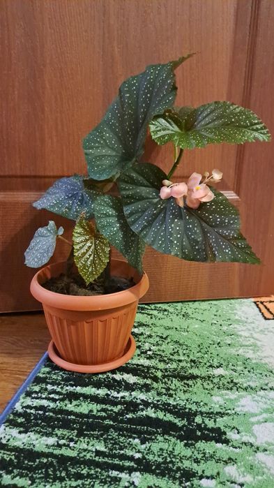 Цветы  комнатные