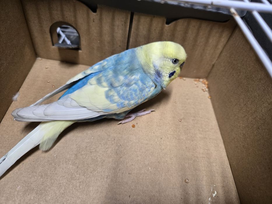 Papagali peruși de vânzare