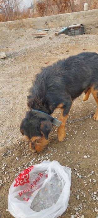 Щенок ягдтерер сатылады