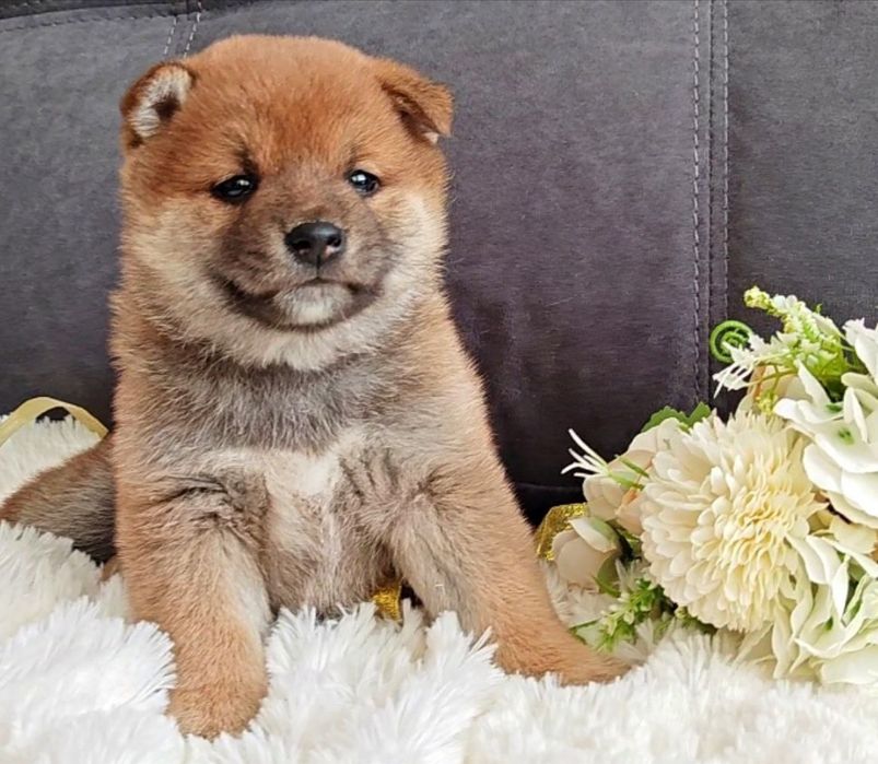 Сиба ину (хатико) резерв