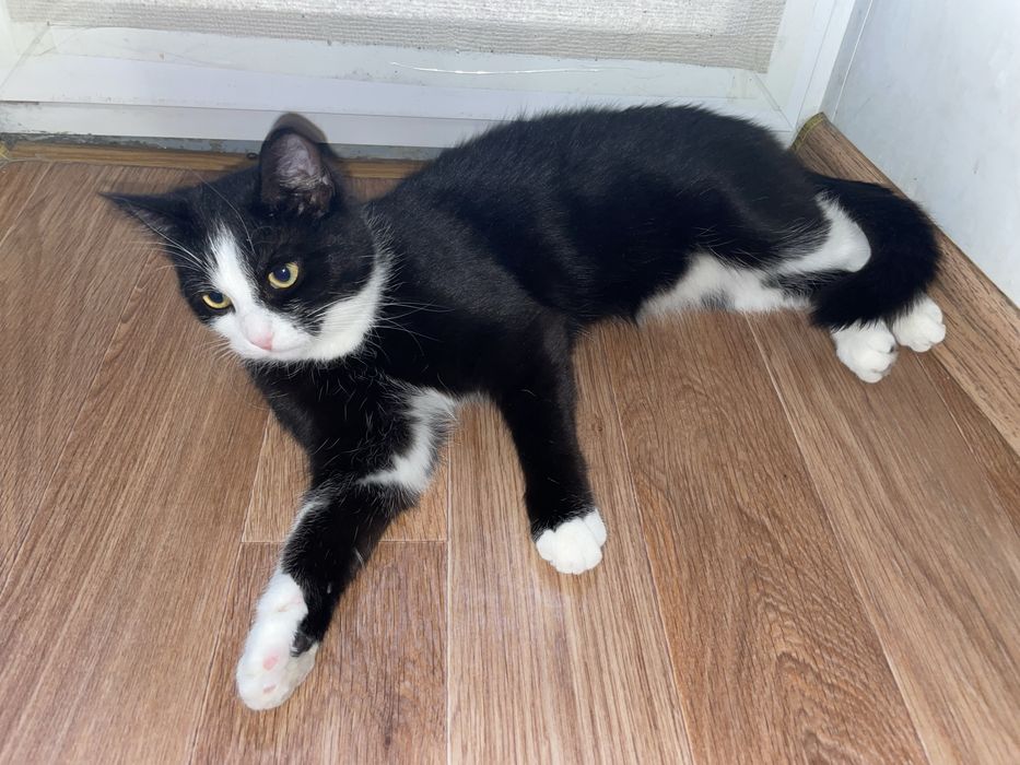 Отдадим кошку в добрые руки