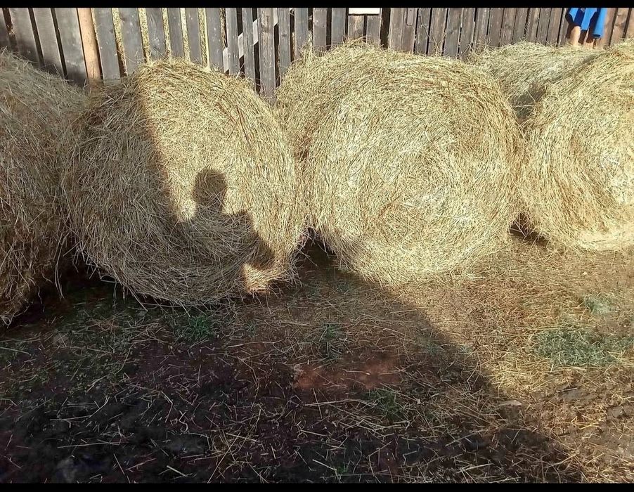 Vand baloti de fan 120 /120