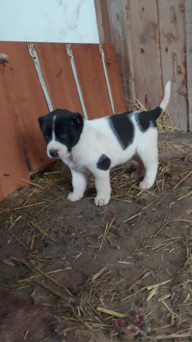 Күшіктер сатылады