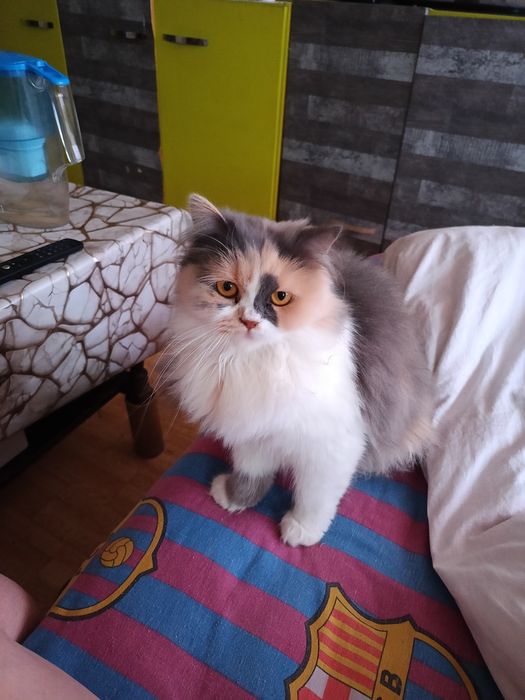 Продава се персийска котка
