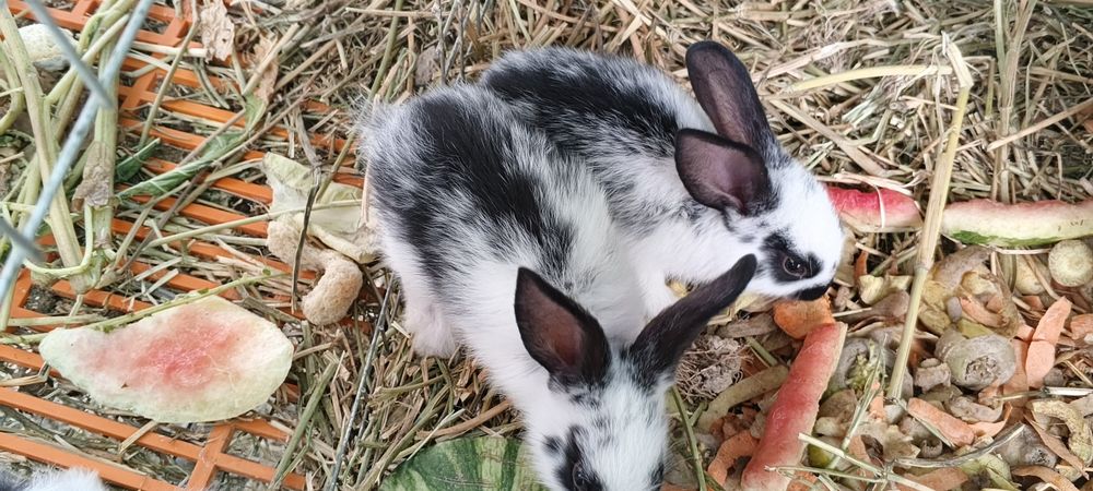 Кольчата 2 месяца