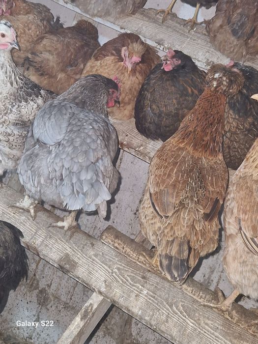 Продам цыплят,утят,гусят.