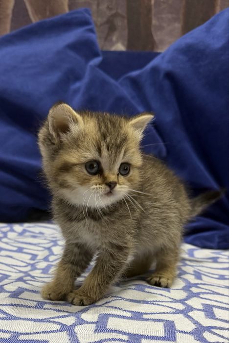 Шотланский Скоттиш Страйт!