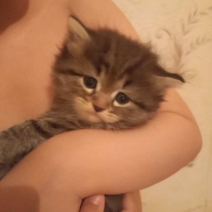 Британский котёнок мальчик 1 мес