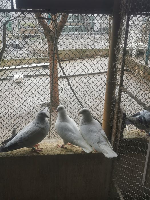 Porumbei Voiajori albi