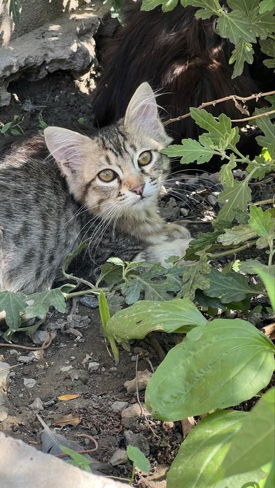 Красивый котенок мальчик