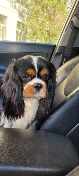 Кавалер-кинг-чарльз-спаниель