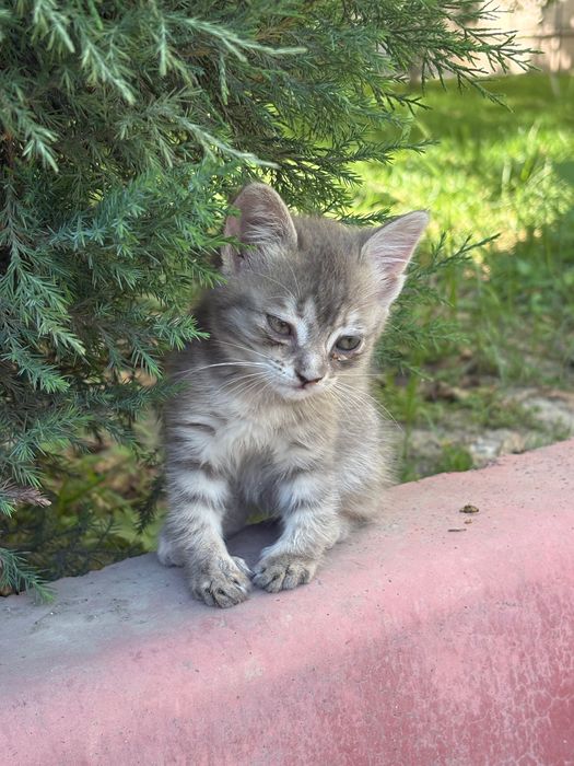 Котенок 2 месячный отдам даром