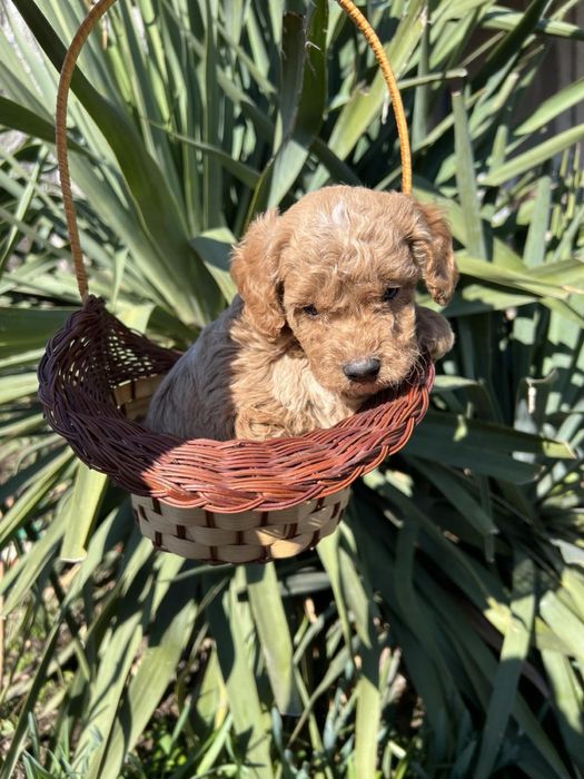 Той Пуделчета Мини