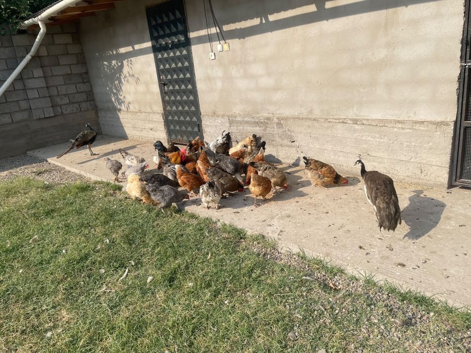 Срочна продам!!!