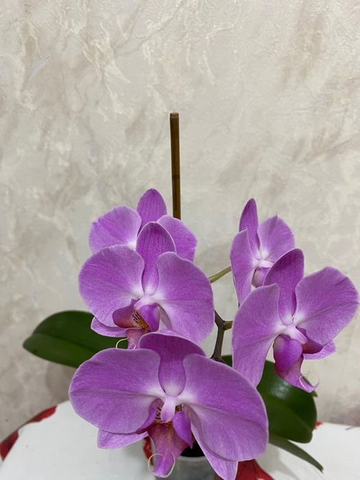 Продам Орхидею цена 5000