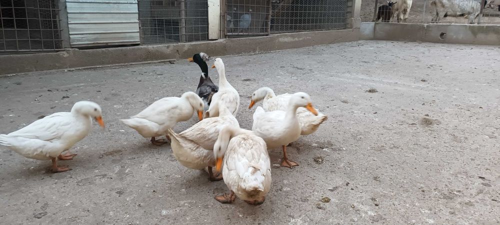 Vand rate romanesti tinere.