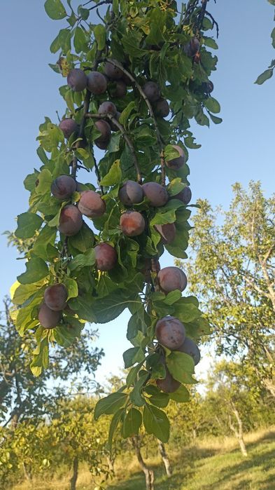 Vând prune pentru țuică
