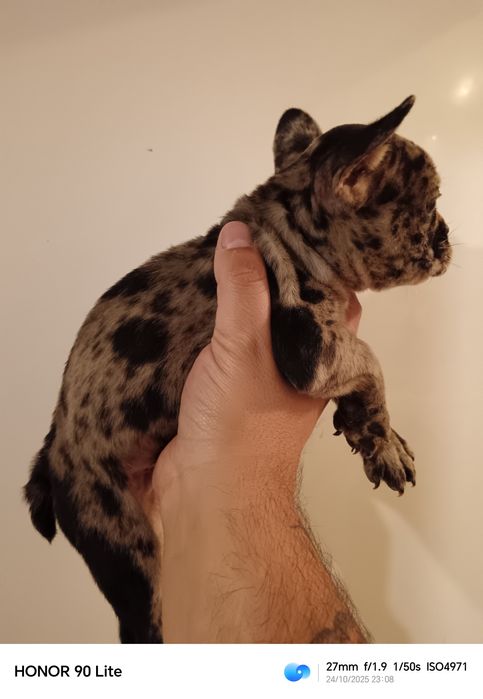 Френски булдог Мерле