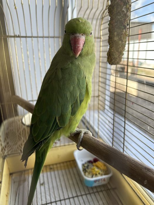 Ожареловый попугай с клеткой
