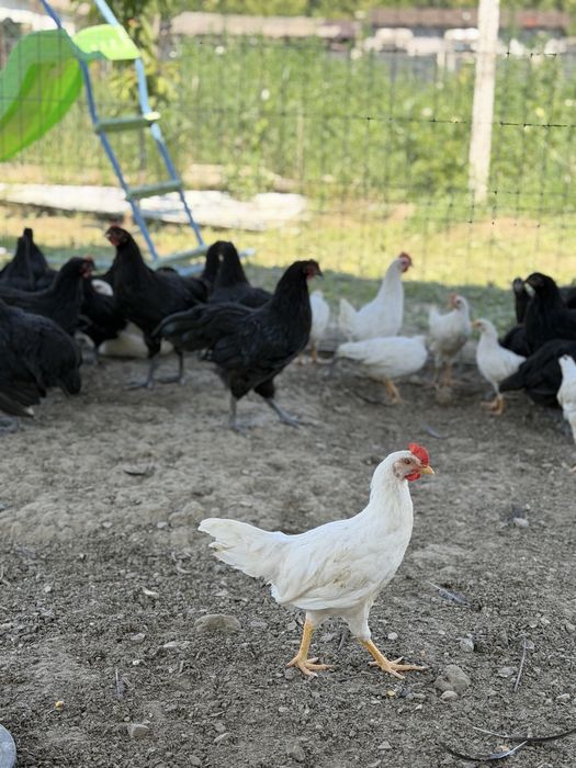 Cocosi tineri Leghorn si Australorp