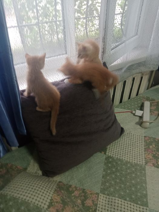 Котята 1,5 месяца, рыжие.