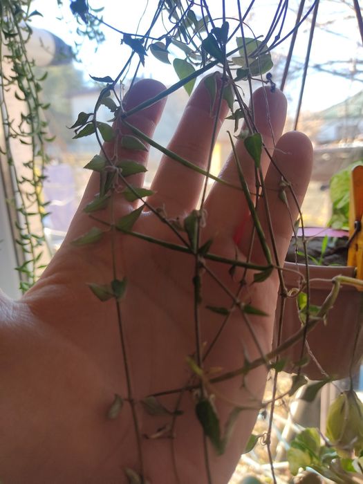 Циропегия Вуда. Цветок комнатный