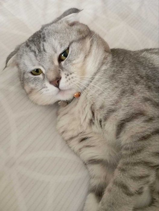 Scottish fold mushuk