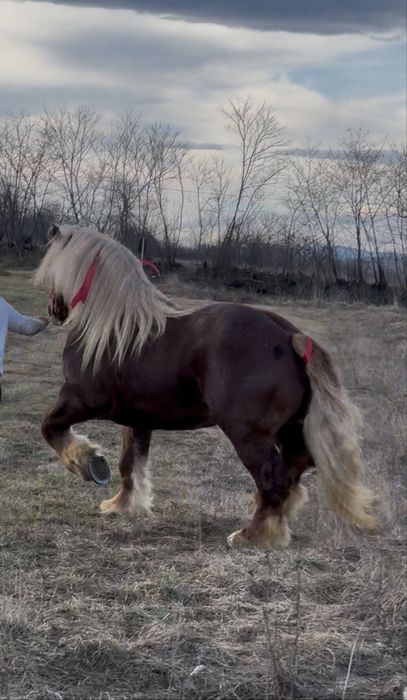 Super Armasarii pentru Montă Publică sau Vânzare !