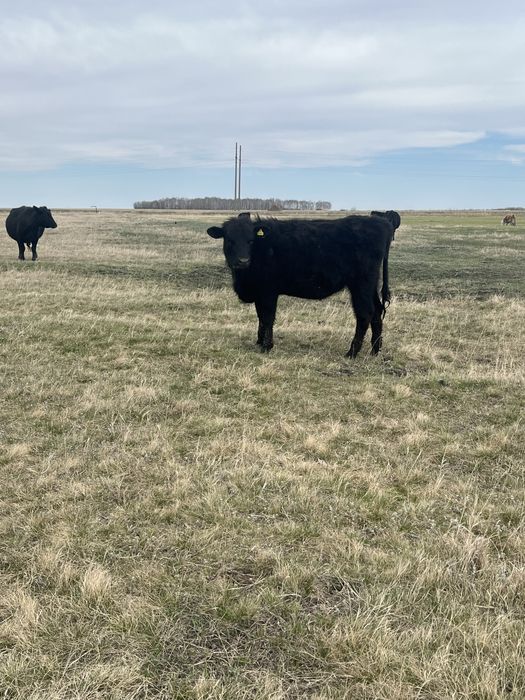 Продам телочки ангус 4 головы