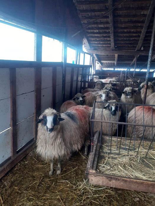 Vând 9 oi bretele și bucalai