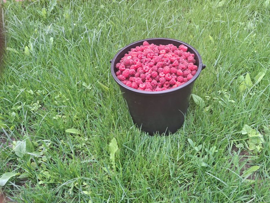 Продам дачную малину