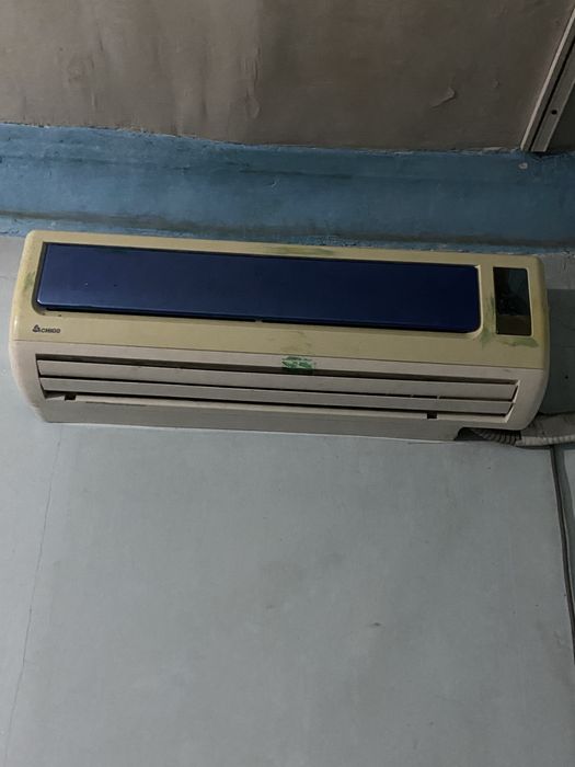 Kandisaner chigo yaxshi holatda