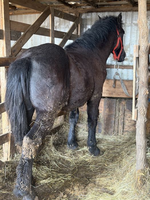 Vând mânz semigreu/ greu
