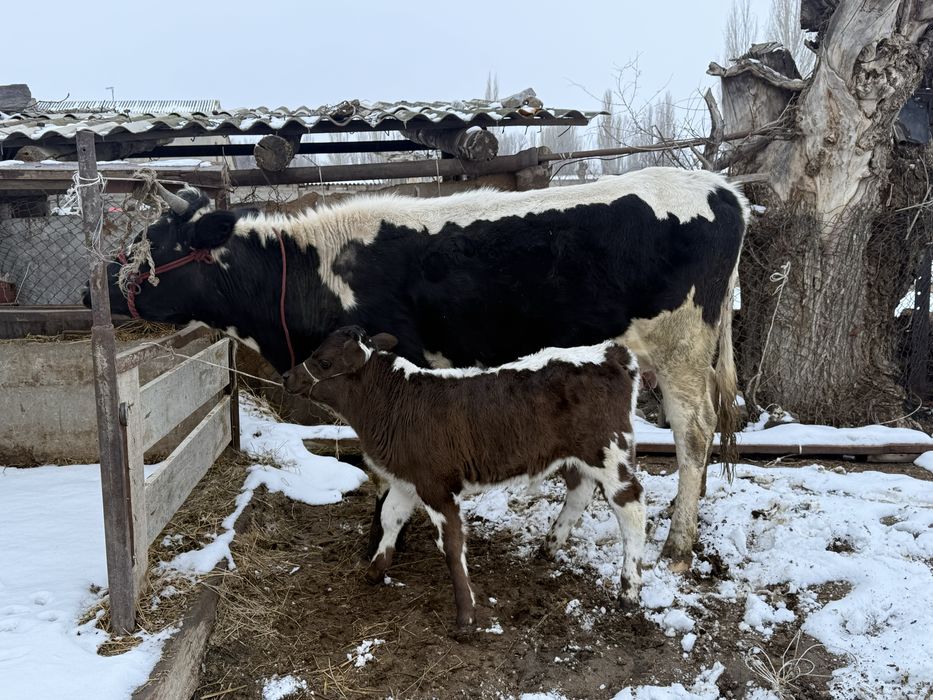 Бұзаулы сиырлар сатылады