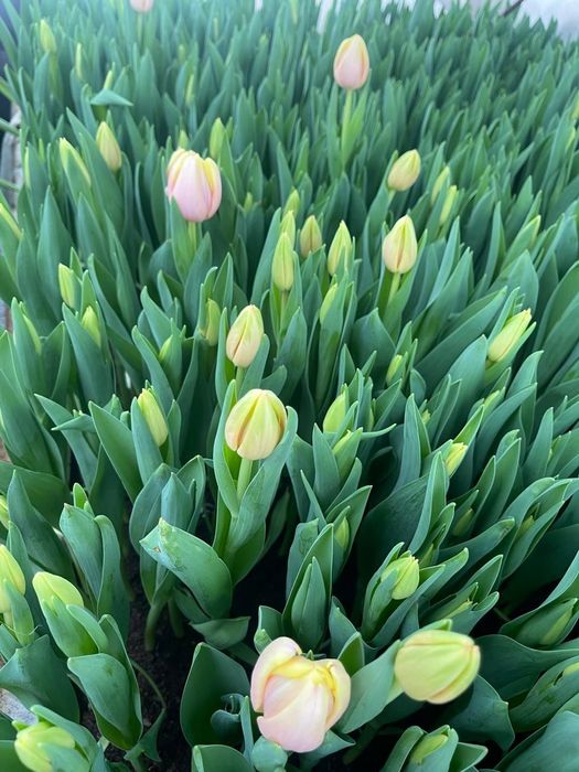 Тюльпаны опт и розница Уральск