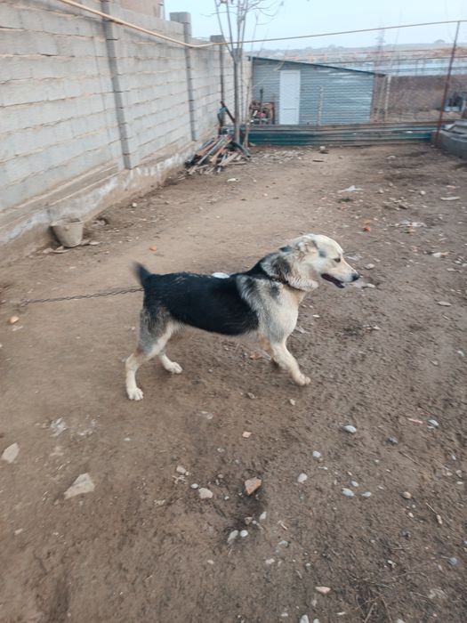 Күшік сатылады бір жасар