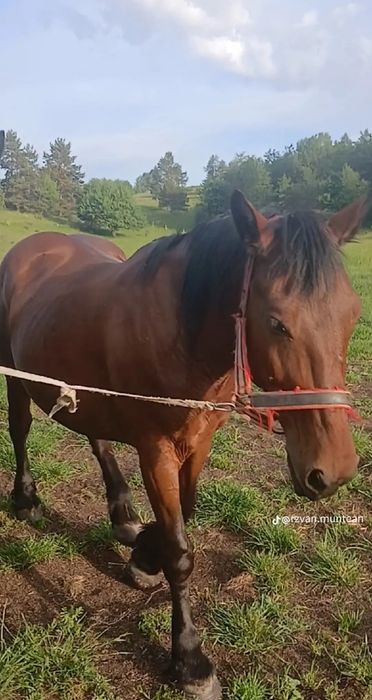 Iapa murga fără semn de vanzare