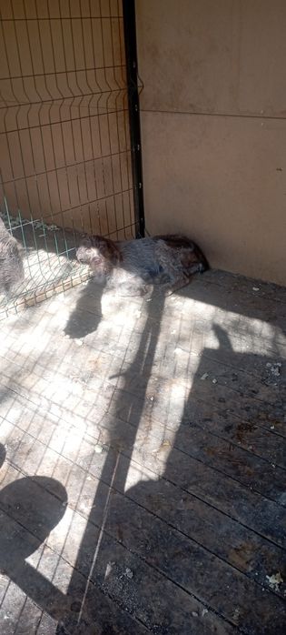 Продам шенка Дратхара